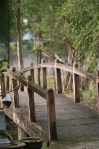 A wooden footbridge with rustic handrails leading through a tranquil bamboo grove.